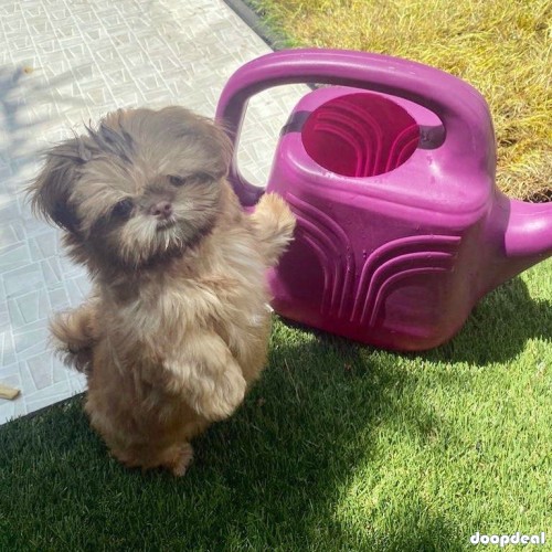 Rehoming Shih Tzu Puppy (12wks)