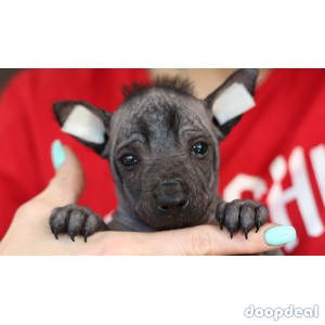 STANDARD XOLOITCUINTLI /MEXICAN DOG PUPPIES AND DOGS READY FOR A NEW HOME(TXT/WATSAP+1*507*881*0466)