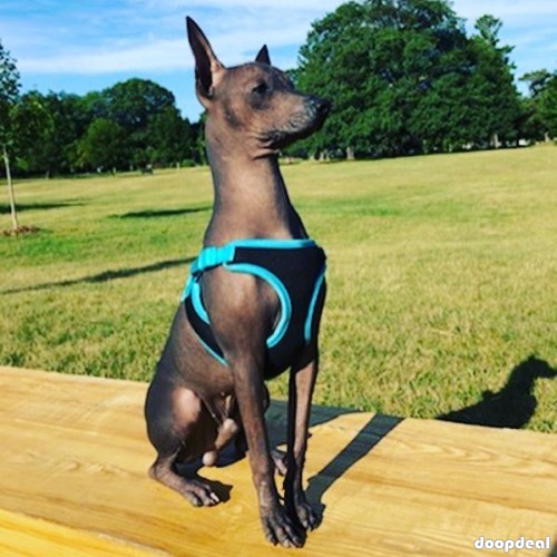 STANDARD XOLOITCUINTLI /MEXICAN DOG PUPPIES AND DOGS READY FOR A NEW HOME(TXT/WATSAP+1*507*881*0466)