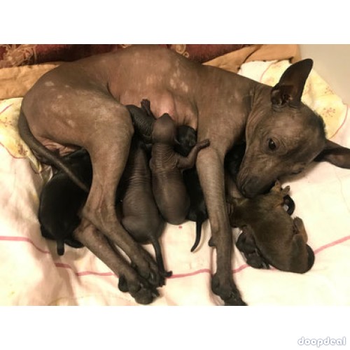 STANDARD XOLOITCUINTLI /MEXICAN DOG PUPPIES AND DOGS READY FOR A NEW HOME(TXT/WATSAP+1*507*881*0466)