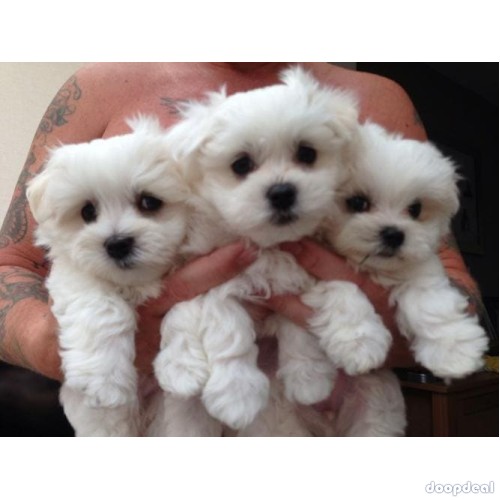 Beautiful White Maltese puppies.