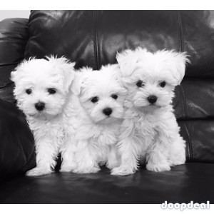 Beautiful White Maltese puppies.