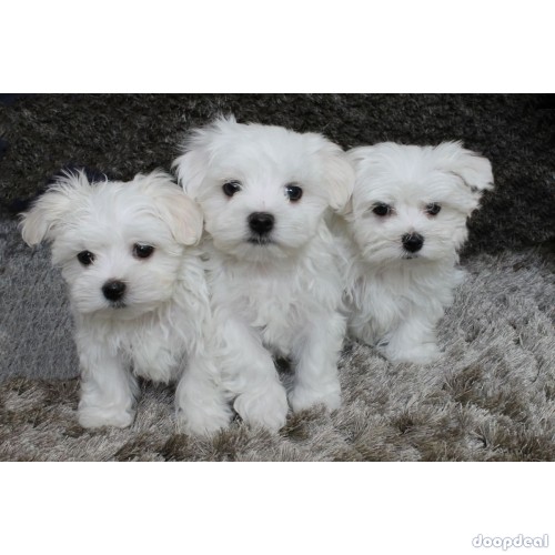 Beautiful White Maltese puppies.