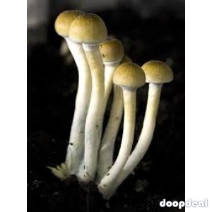 Order top quality magic mushroom online
