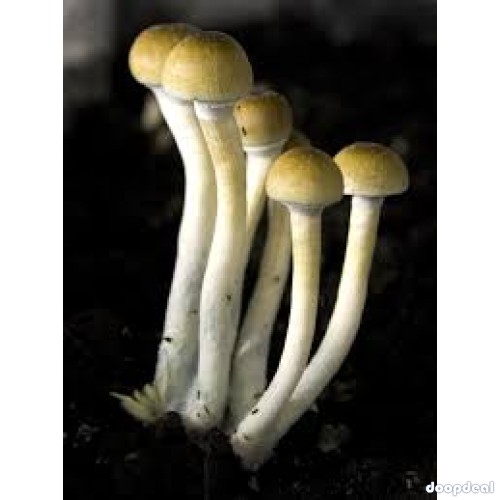 Order top quality magic mushroom online