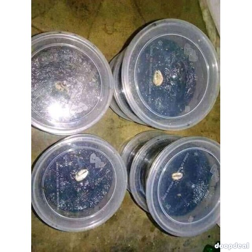 The Best Powerful Spiritual Herbalist In Nigeria+2348055664179