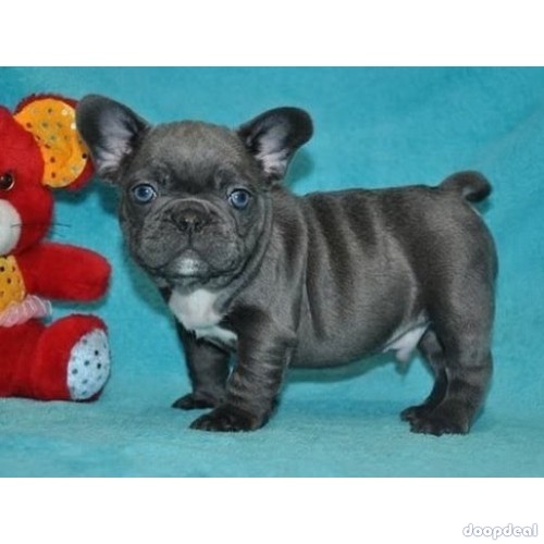     Blue eyes French Bulldogs Puppies Text Us At (217)471-7677