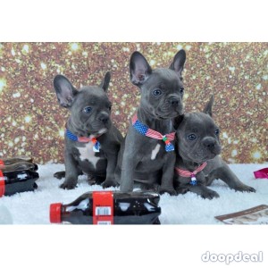 Blue eyes French Bulldogs PuppiesText Us At (217)471-7677