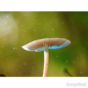 Psychedelic Mushroom Chocolate Bars For Sale