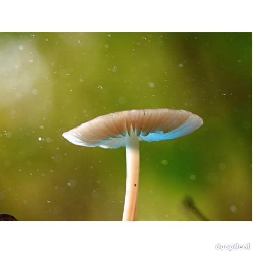 Psychedelic Mushroom Chocolate Bars For Sale