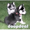  Two Siberian Husky Puppies for Adoption