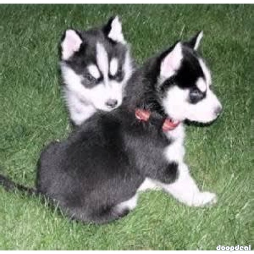  Two Siberian Husky Puppies for Adoption