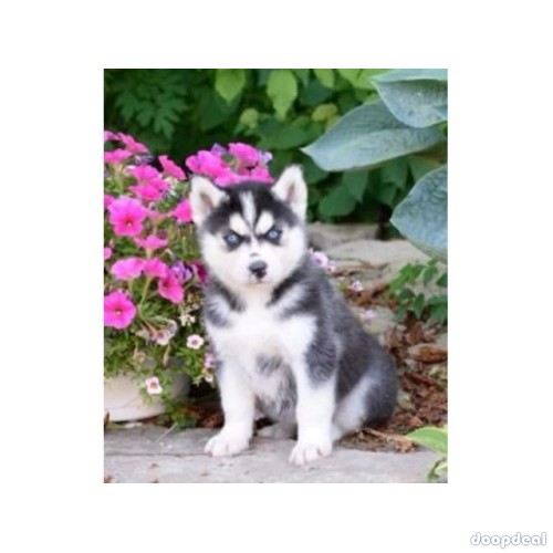  Two Siberian Husky Puppies for Adoption