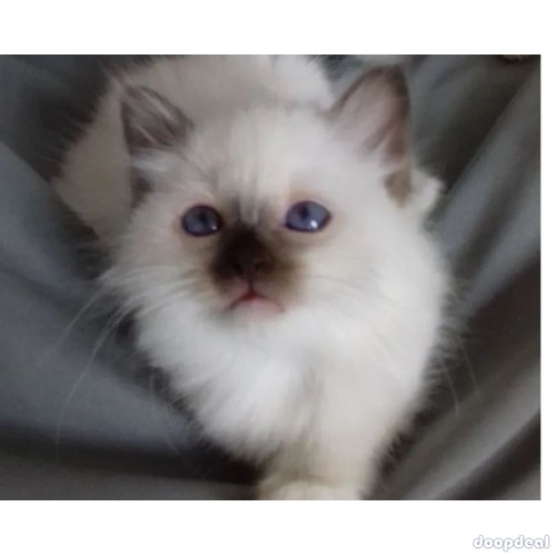 burma kitten