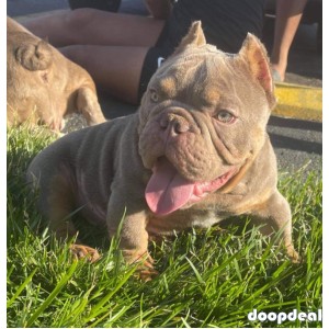 American bullies Ready for adoption 