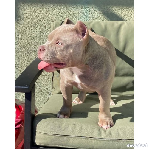 American bullies Ready for adoption 