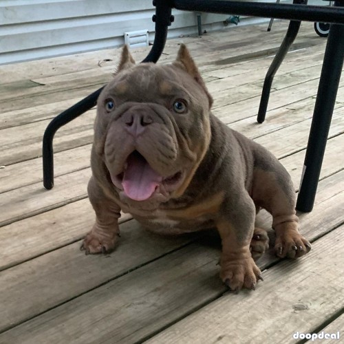 American bullies Ready for adoption 