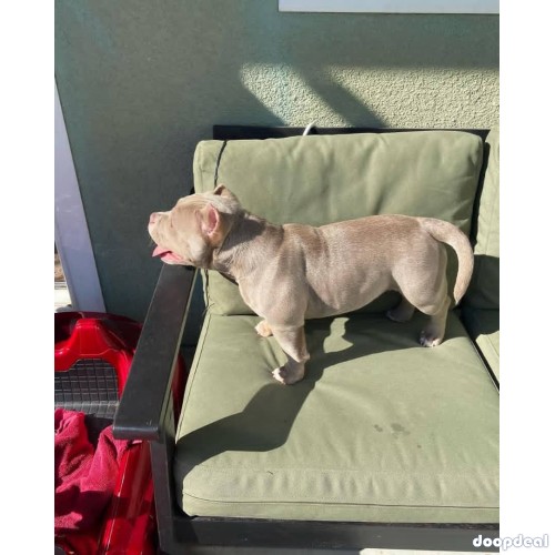 American bullies Ready for adoption 