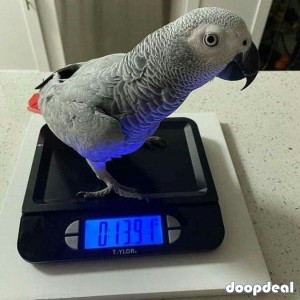 Africa Grey vs military macaws fully grown/ breeder pairs and Chicks   