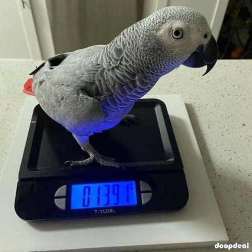 Africa Grey vs military macaws fully grown/ breeder pairs and Chicks   