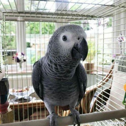Africa Grey vs military macaws fully grown/ breeder pairs and Chicks   