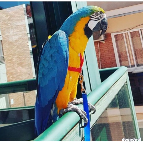 Africa Grey vs military macaws fully grown/ breeder pairs and Chicks   