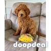 adorable Golden doodles for sale, F1,F1b and Fbb 