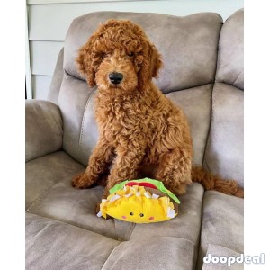 adorable Golden doodles for sale, F1,F1b and Fbb 