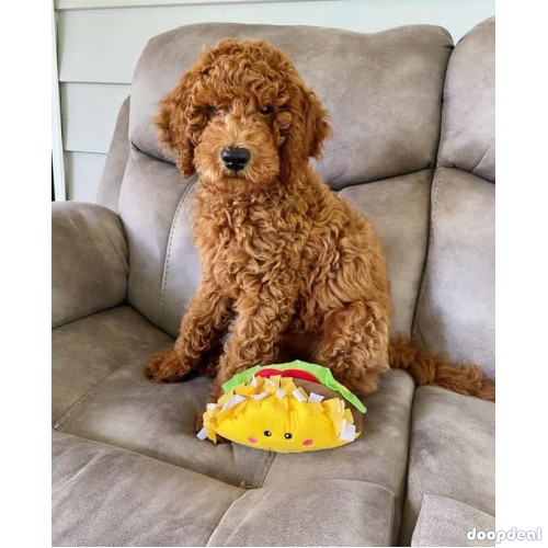 adorable Golden doodles for sale, F1,F1b and Fbb 