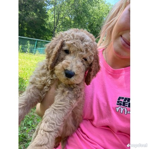 adorable Golden doodles for sale, F1,F1b and Fbb 