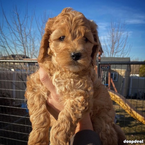 adorable Golden doodles for sale, F1,F1b and Fbb 