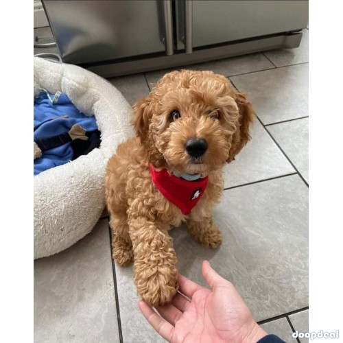 adorable Golden doodles for sale, F1,F1b and Fbb 