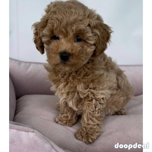 Toy poodle puppies for Adoption and rehoming 