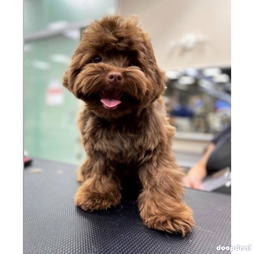 Toy poodle puppies for Adoption and rehoming 
