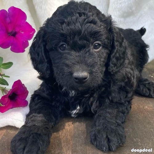 Toy poodle puppies for Adoption and rehoming 