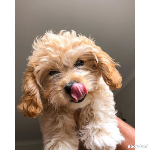 Toy poodle puppies for Adoption and rehoming 