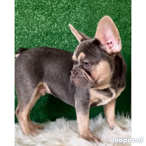English and French bulldogs For adoption 