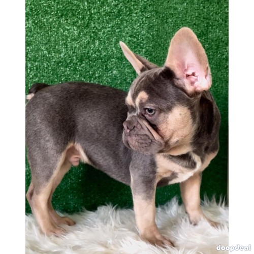 English and French bulldogs For adoption 