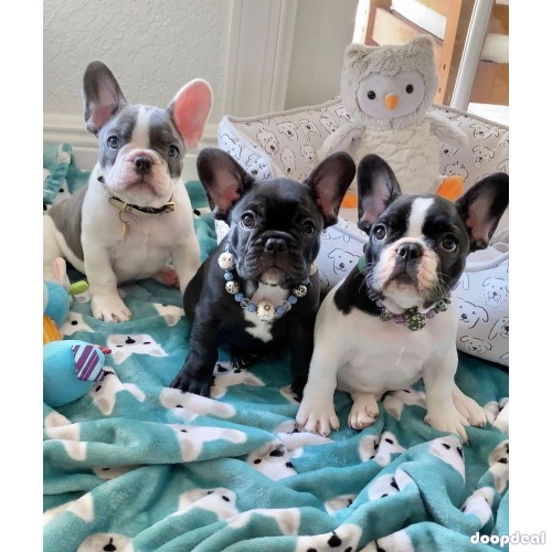 English and French bulldogs For adoption 