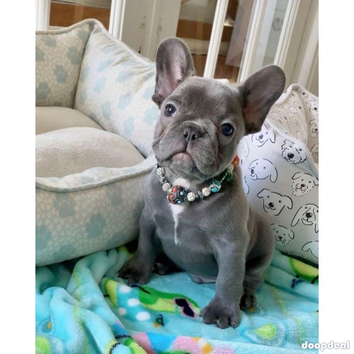 English and French bulldogs For adoption 