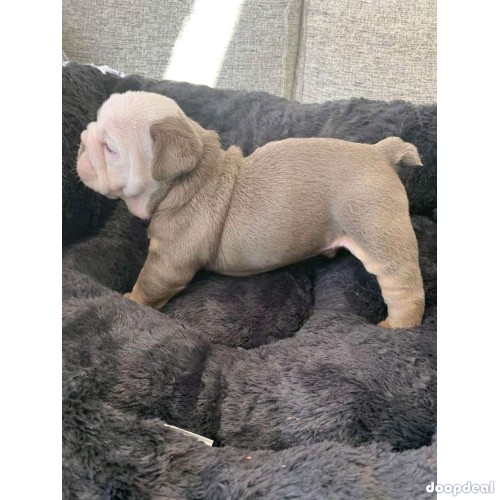 English and French bulldogs For adoption 